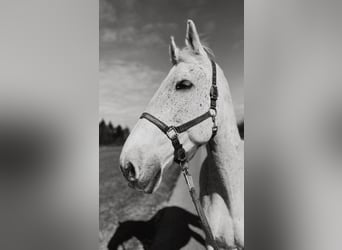 Koń holsztyński, Wałach, 24 lat, 180 cm, Siwa