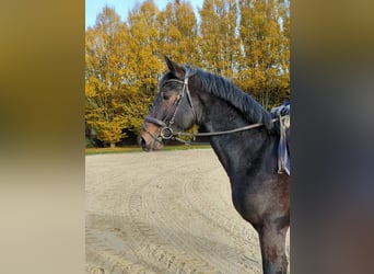 Koń holsztyński, Wałach, 2 lat, 170 cm, Gniada