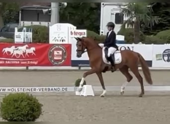 Koń holsztyński, Wałach, 3 lat, 163 cm, Kasztanowata