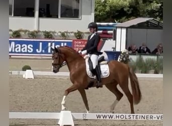 Koń holsztyński, Wałach, 3 lat, 163 cm, Kasztanowata