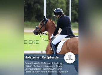 Koń holsztyński, Wałach, 3 lat, 163 cm, Kasztanowata