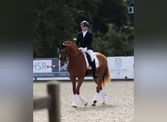 Koń holsztyński, Wałach, 3 lat, 163 cm, Kasztanowata