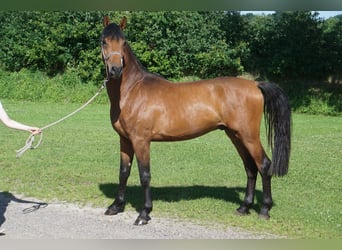 Koń holsztyński, Wałach, 3 lat, 165 cm, Gniada