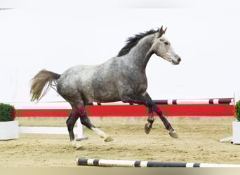 Koń holsztyński, Wałach, 4 lat, 167 cm, Siwa