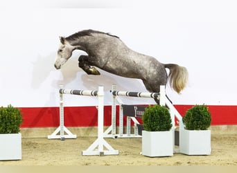 Koń holsztyński, Wałach, 4 lat, 167 cm, Siwa