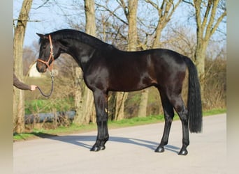 Koń holsztyński, Wałach, 4 lat, 170 cm