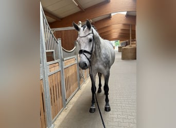 Koń holsztyński, Wałach, 4 lat, 170 cm, Siwa