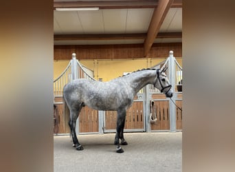 Koń holsztyński, Wałach, 4 lat, 170 cm, Siwa