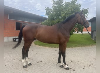 Koń holsztyński, Wałach, 4 lat, 174 cm, Gniada
