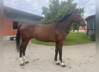 Koń holsztyński, Wałach, 4 lat, 174 cm, Gniada