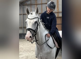 Koń holsztyński, Wałach, 5 lat, 158 cm, Siwa jabłkowita
