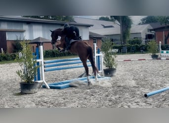Koń holsztyński, Wałach, 5 lat, 163 cm, Kasztanowata