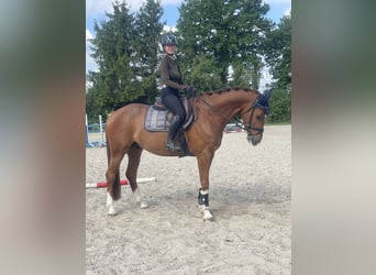Koń holsztyński, Wałach, 5 lat, 163 cm, Kasztanowata