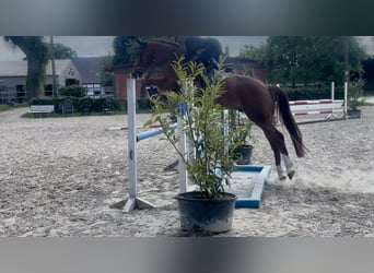Koń holsztyński, Wałach, 5 lat, 163 cm, Kasztanowata