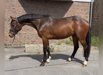 Koń holsztyński, Wałach, 5 lat, 165 cm, Ciemnogniada