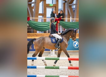 Koń holsztyński, Wałach, 5 lat, 165 cm, Gniada
