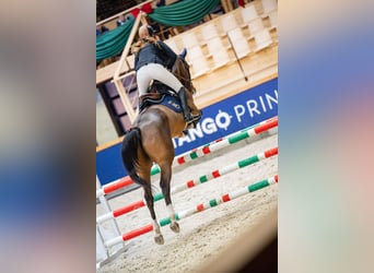 Koń holsztyński, Wałach, 5 lat, 165 cm, Gniada