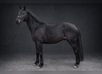 Koń holsztyński, Wałach, 5 lat, 165 cm, Skarogniada