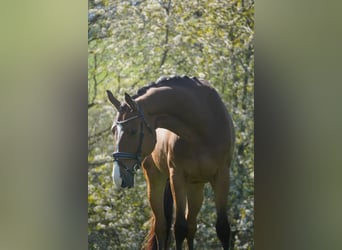Koń holsztyński, Wałach, 5 lat, 170 cm, Gniada