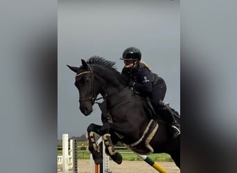 Koń holsztyński, Wałach, 5 lat, 170 cm, Kara