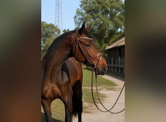 Koń holsztyński, Wałach, 5 lat, 172 cm, Gniada
