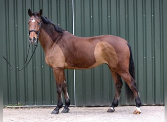 Koń holsztyński, Wałach, 5 lat, 175 cm, Gniada