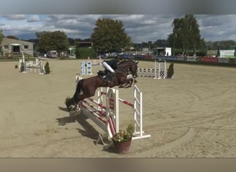 Koń holsztyński, Wałach, 5 lat, 180 cm, Gniada