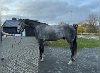 Koń holsztyński, Wałach, 5 lat, 180 cm, Siwa jabłkowita