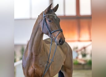 Koń holsztyński, Wałach, 5 lat, Gniada