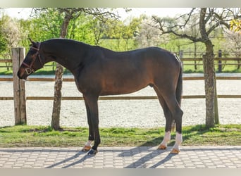 Koń holsztyński, Wałach, 6 lat, 163 cm, Skarogniada