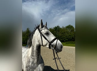 Koń holsztyński, Wałach, 6 lat, 166 cm, Siwa