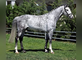 Koń holsztyński, Wałach, 6 lat, 167 cm, Siwa