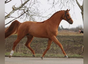 Koń holsztyński, Wałach, 6 lat, 168 cm, Kasztanowata