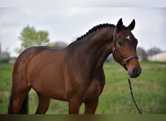 Koń holsztyński, Wałach, 6 lat, 170 cm, Gniada