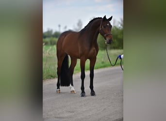 Koń holsztyński, Wałach, 6 lat, 170 cm, Gniada