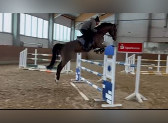 Koń holsztyński, Wałach, 6 lat, 170 cm, Gniada