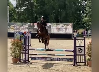 Koń holsztyński, Wałach, 6 lat, 170 cm, Gniada