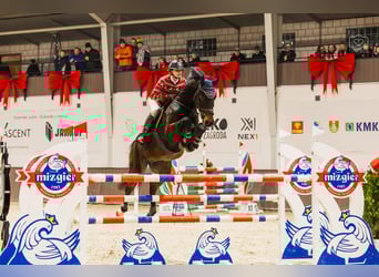 Koń holsztyński, Wałach, 7 lat, 167 cm, Gniada