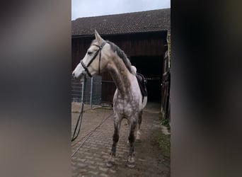 Koń holsztyński, Wałach, 7 lat, 168 cm, Siwa jabłkowita