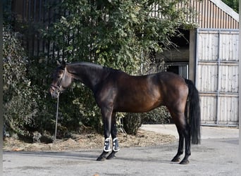 Koń holsztyński, Wałach, 7 lat, 170 cm, Gniada