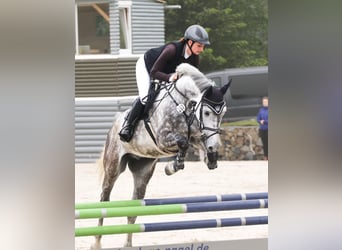 Koń holsztyński, Wałach, 7 lat, 170 cm, Siwa jabłkowita