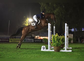 Koń holsztyński, Wałach, 7 lat, 180 cm, Gniada