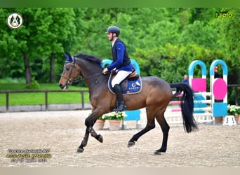 Koń holsztyński, Wałach, 8 lat, 170 cm, Ciemnogniada