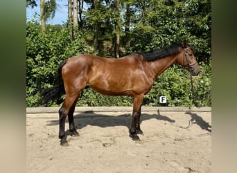 Koń holsztyński, Wałach, 8 lat, 170 cm, Gniada