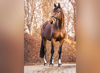 Koń holsztyński Mix, Wałach, 9 lat, 168 cm, Gniada