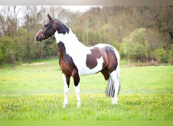 Koń holsztyński, Wałach, 9 lat, 170 cm, Tobiano wszelkich maści