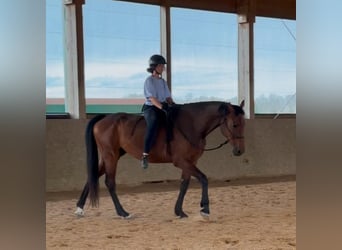 Koń holsztyński, Wałach, 9 lat, 180 cm, Gniada