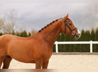Koń holsztyński, Wałach, 10 lat, 167 cm, Kasztanowata