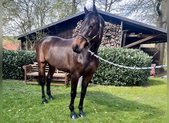 Koń holsztyński, Wałach, 10 lat, 168 cm, Gniada
