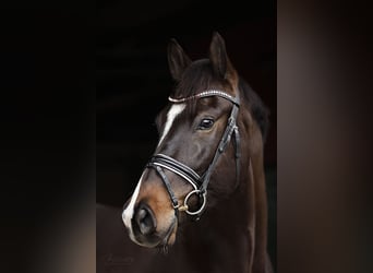Koń holsztyński, Wałach, 10 lat, 172 cm, Ciemnogniada